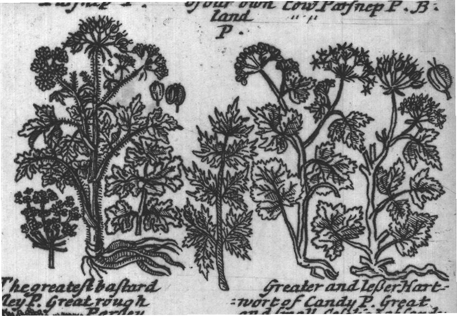 Engraved plant figure: Math his Eseu