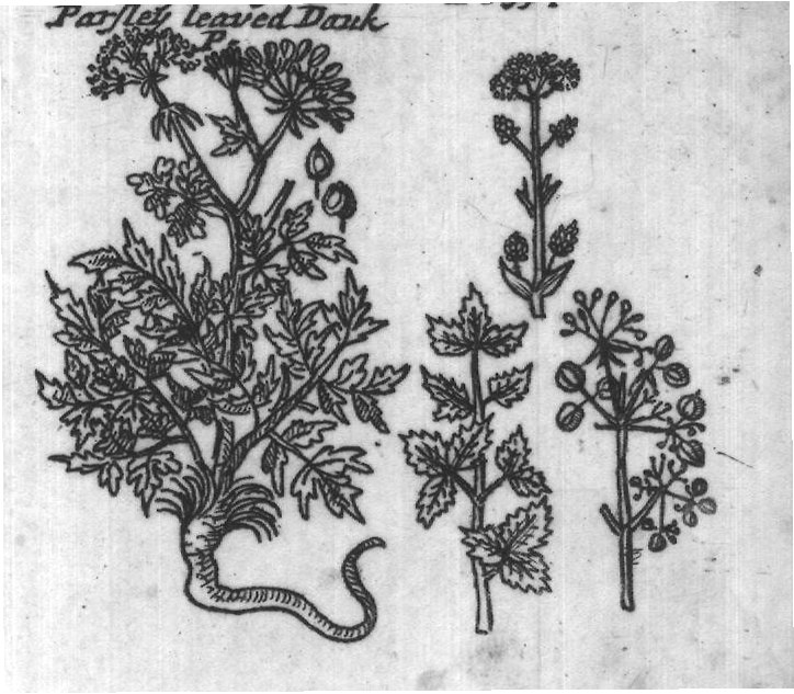 Engraved plant figure: Math his Eseu