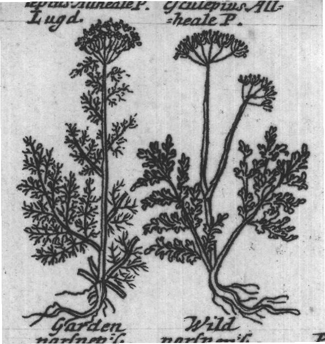 Engraved plant figure: Math his Eseu