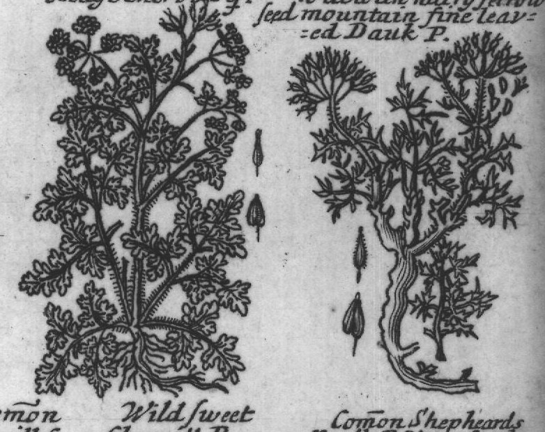 Engraved plant figure: Wild Milkie