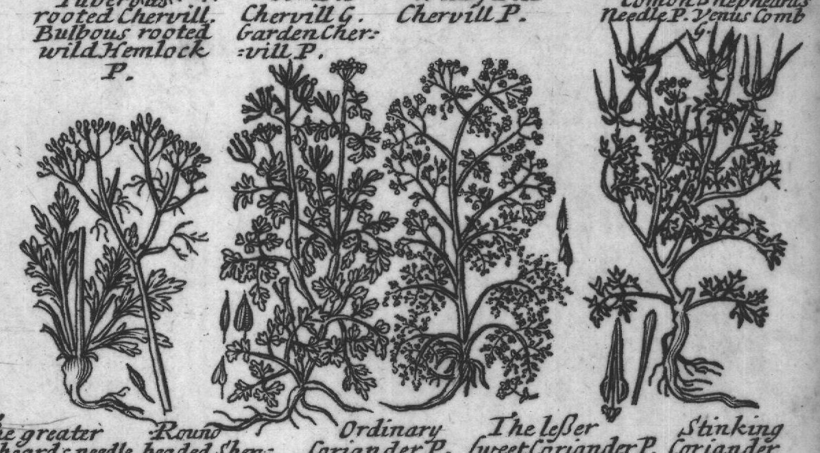 Engraved plant figure: Wild Milkie