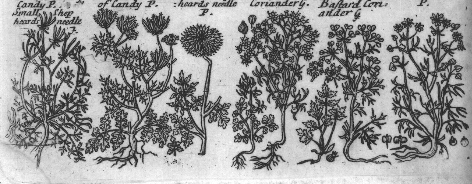 Engraved plant figure: Wild Milkie