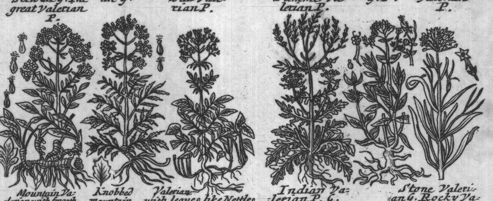 Engraved plant figure: Garden