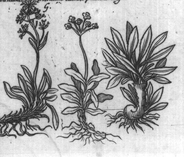 Engraved plant figure: Garden