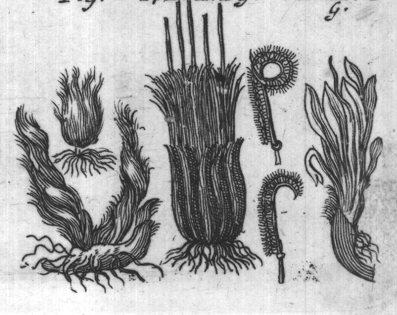 Engraved plant figure: Garden