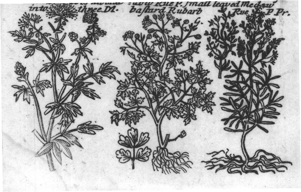 Engraved plant figure: Comon Burnet P