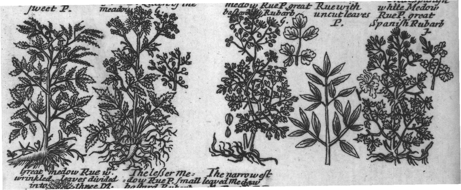Engraved plant figure: Comon Burnet P