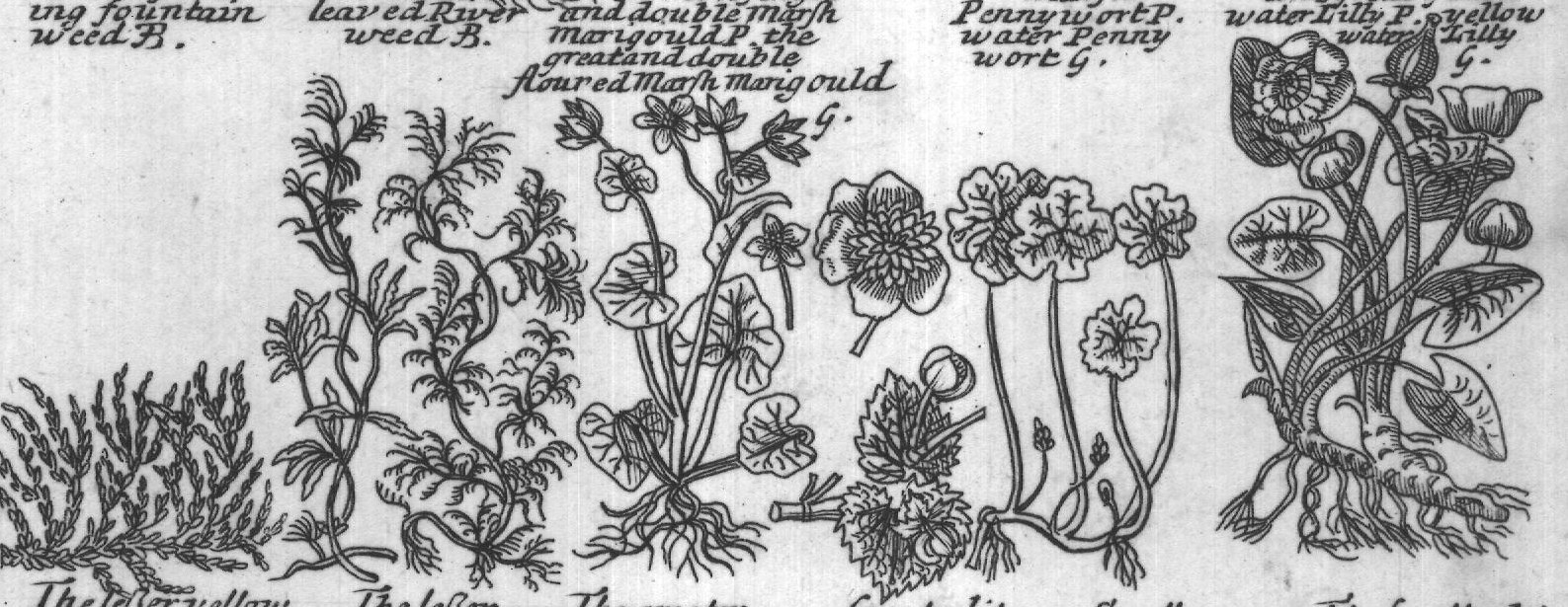 Engraved plant figure: Broadleaved Narrow