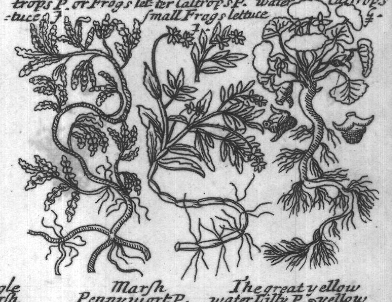 Engraved plant figure: Broadleaved Narrow