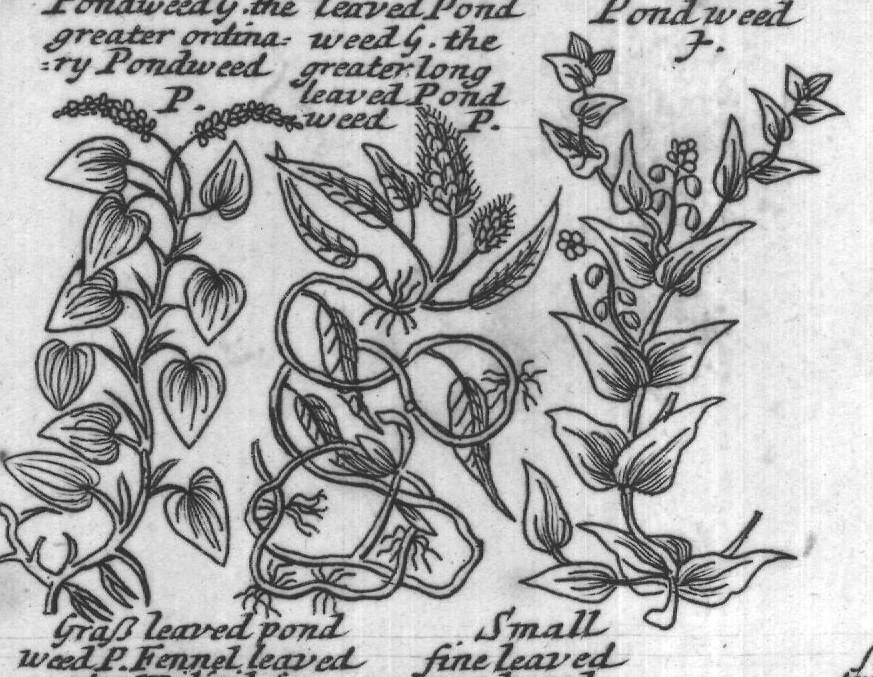 Engraved plant figure: Broadleaved Narrow