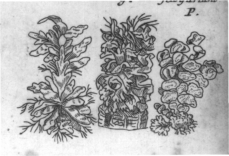 Engraved plant figure: Small Arrow