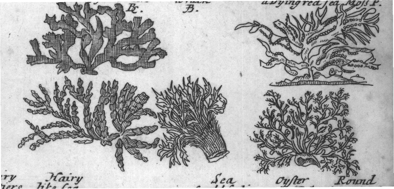 Engraved plant figure: Small Arrow
