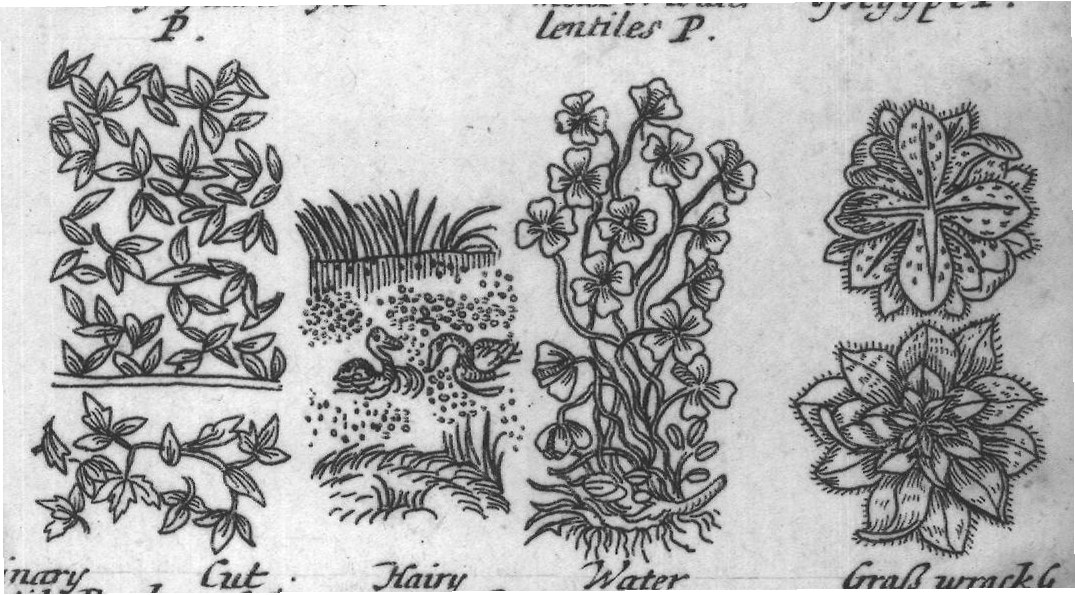 Engraved plant figure: Small Arrow