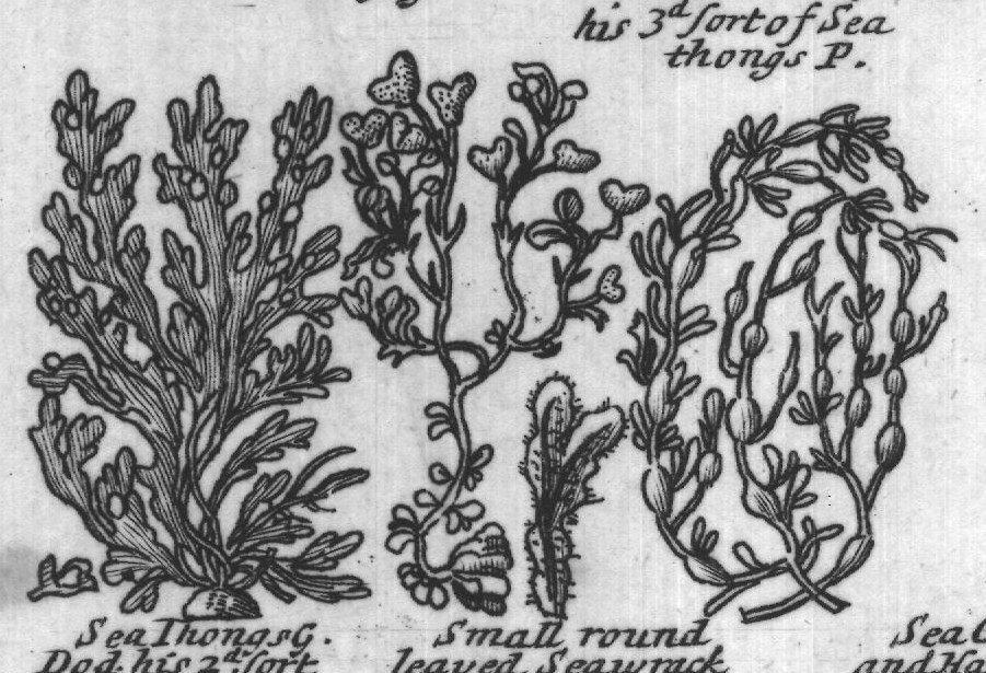 Engraved plant figure: Comonnar