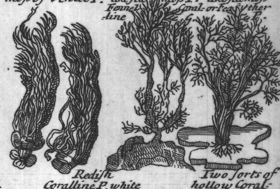 Engraved plant figure: Comonnar
