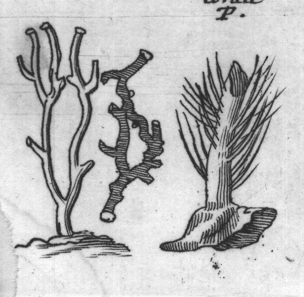 Engraved plant figure: Whiteorred