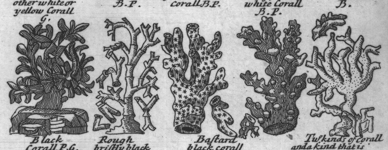 Engraved plant figure: Whiteorred