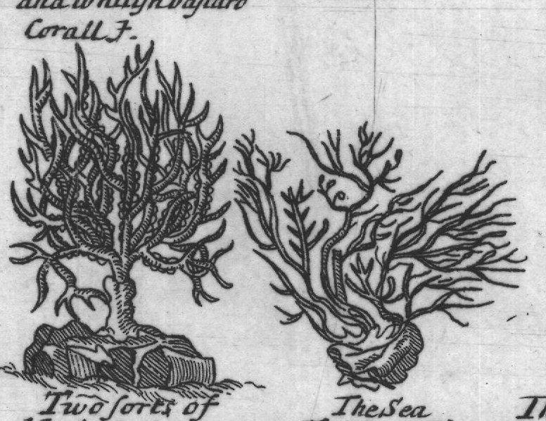 Engraved plant figure: Whiteorred