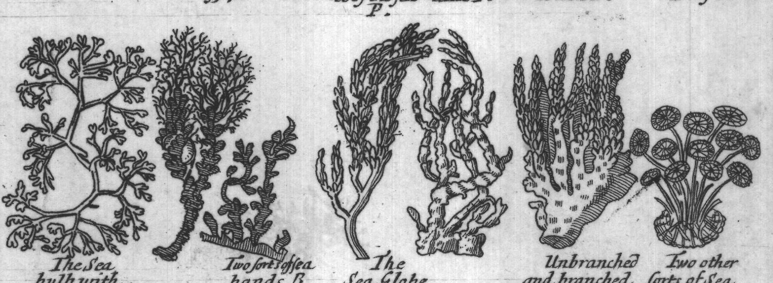 Engraved plant figure: Aporous