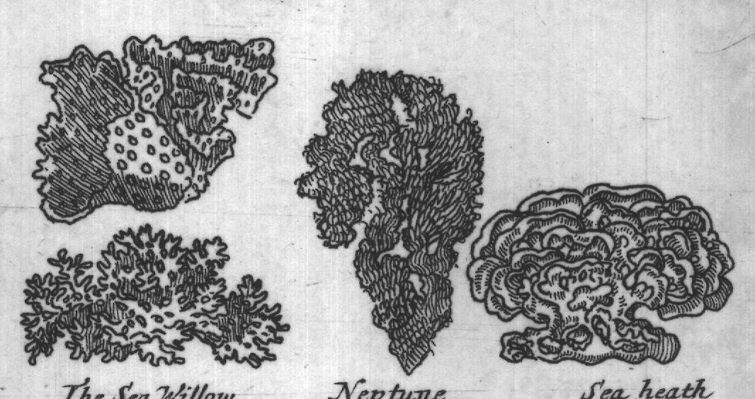 Engraved plant figure: Aporous