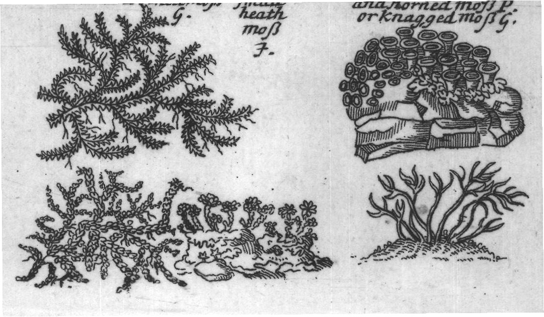 Engraved plant figure: Sea foam