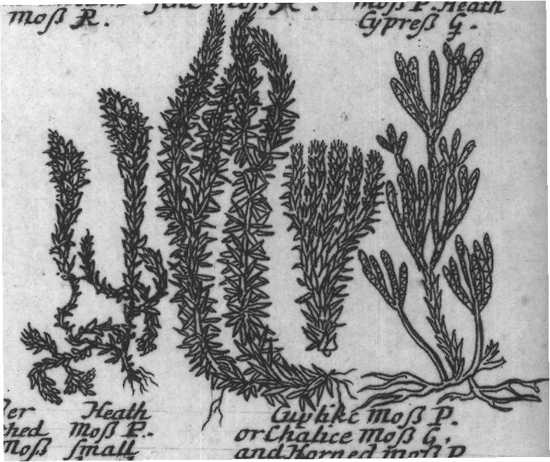 Engraved plant figure: Sea foam
