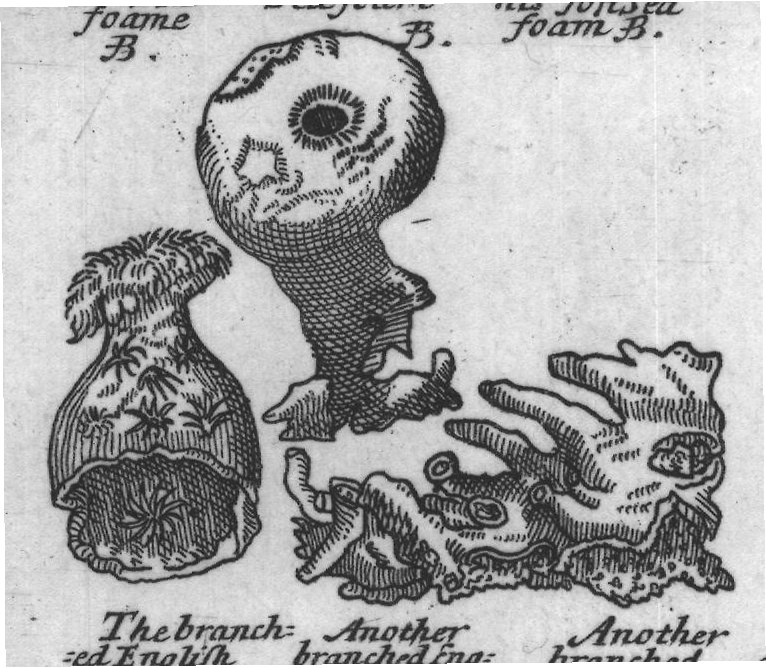 Engraved plant figure: Sea foam
