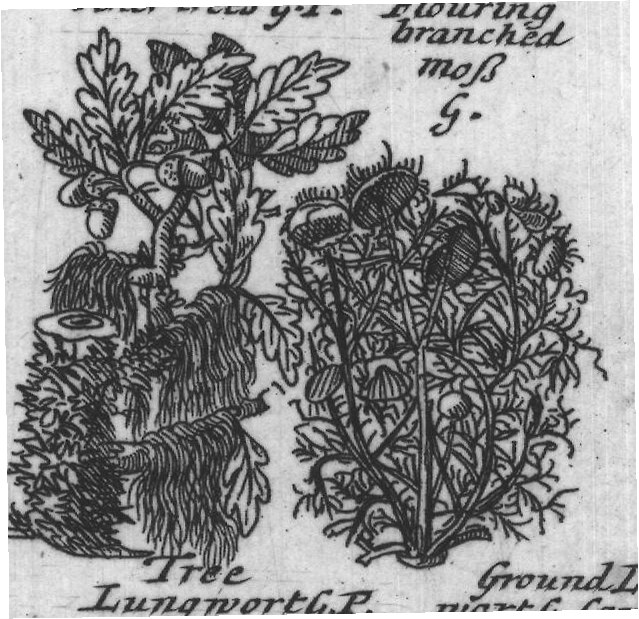 Engraved plant figure: Fernlike