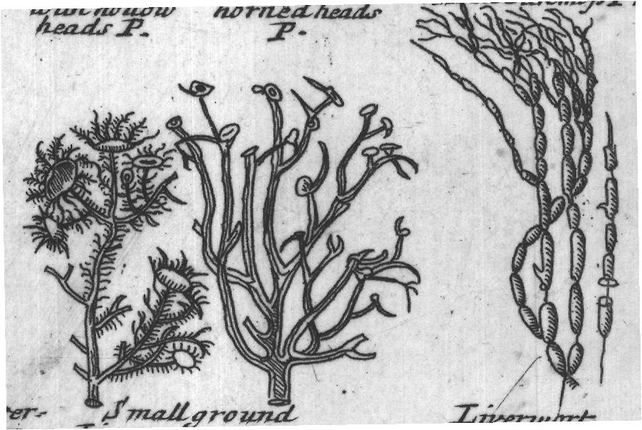 Engraved plant figure: Fernlike