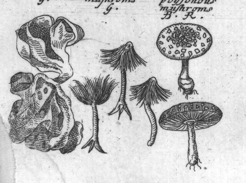 Engraved plant figure: Larg wood