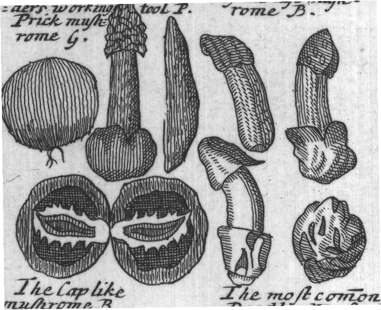 Engraved plant figure: Mushroms Clus