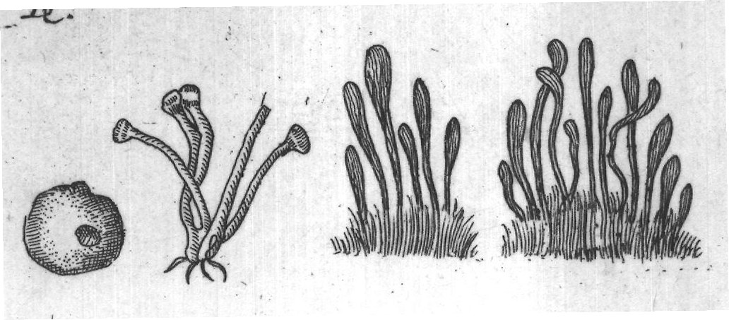 Engraved plant figure: Mushroms Clus