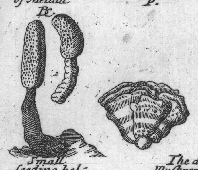 Engraved plant figure: Crimfon