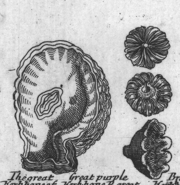 Engraved plant figure: Crimfon