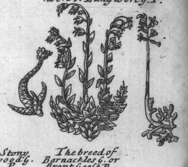 Engraved plant figure: Crimfon