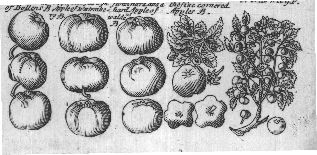 Engraved plant figure: Apple tree