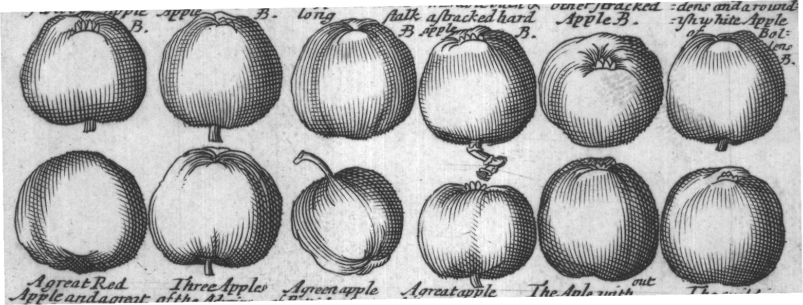 Engraved plant figure: Apple tree