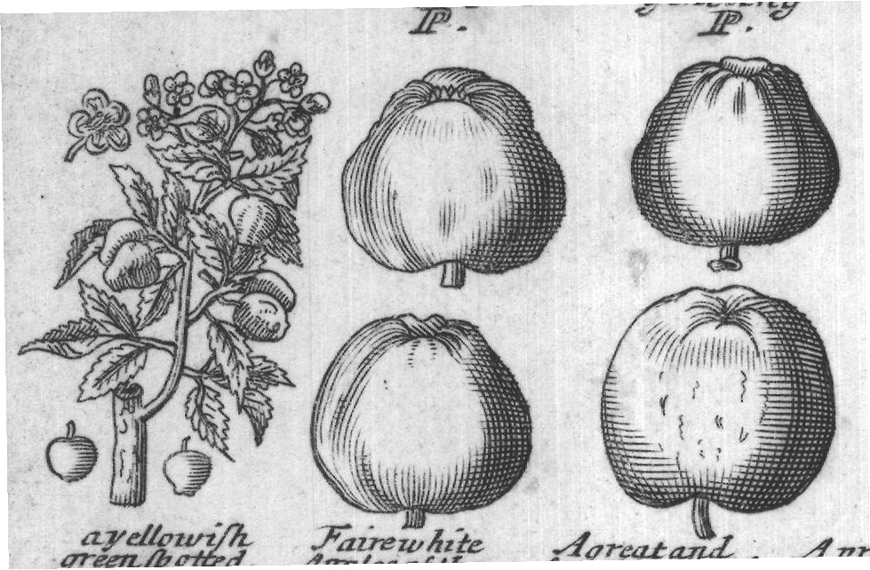 Engraved plant figure: Apple tree