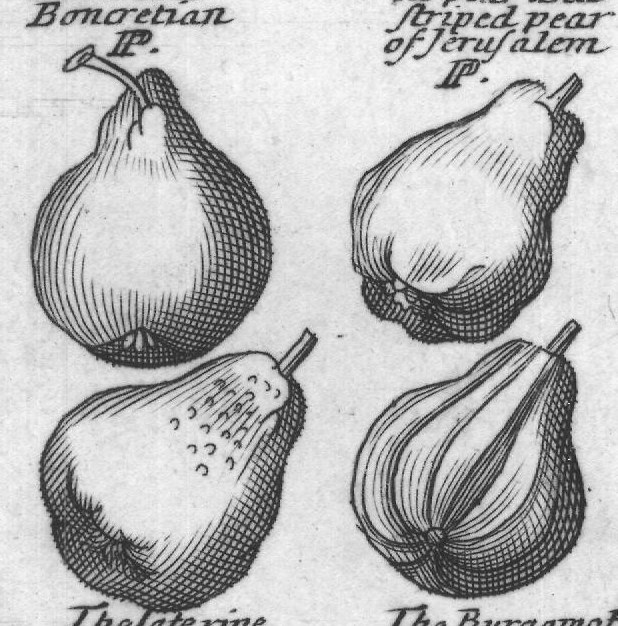 Engraved plant figure: Pear tree P