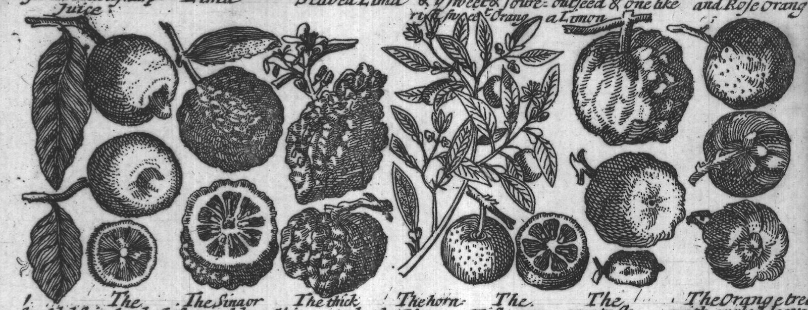 Engraved plant figure: Juice