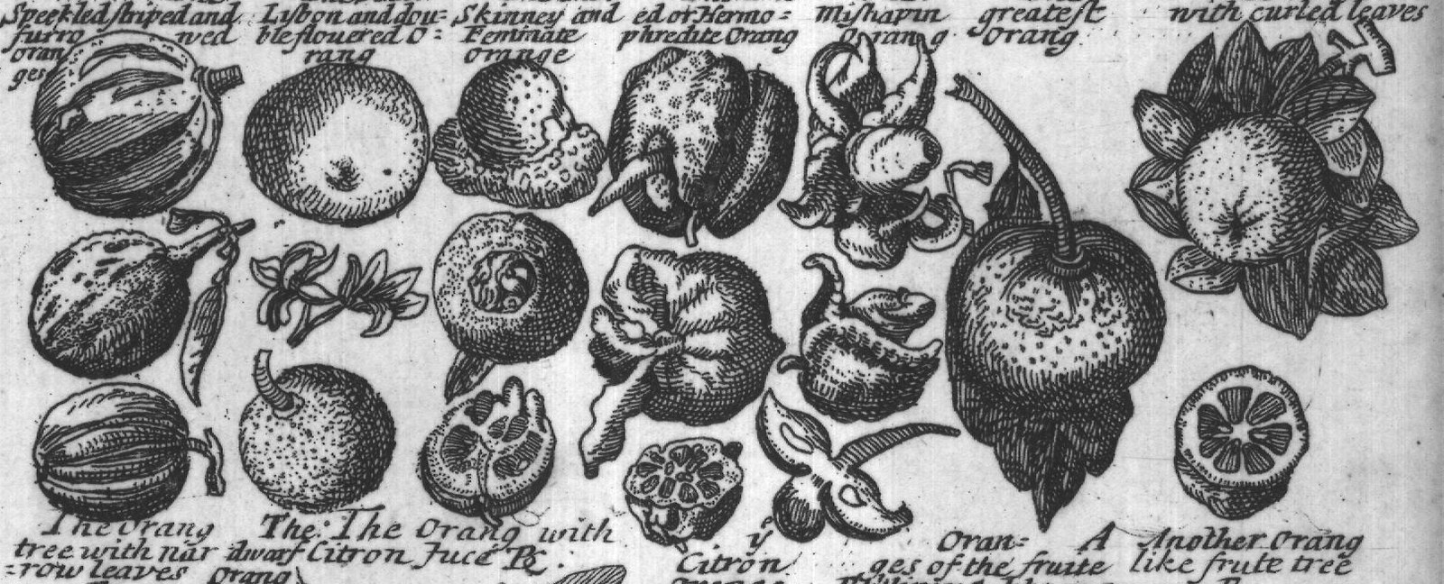 Engraved plant figure: Juice