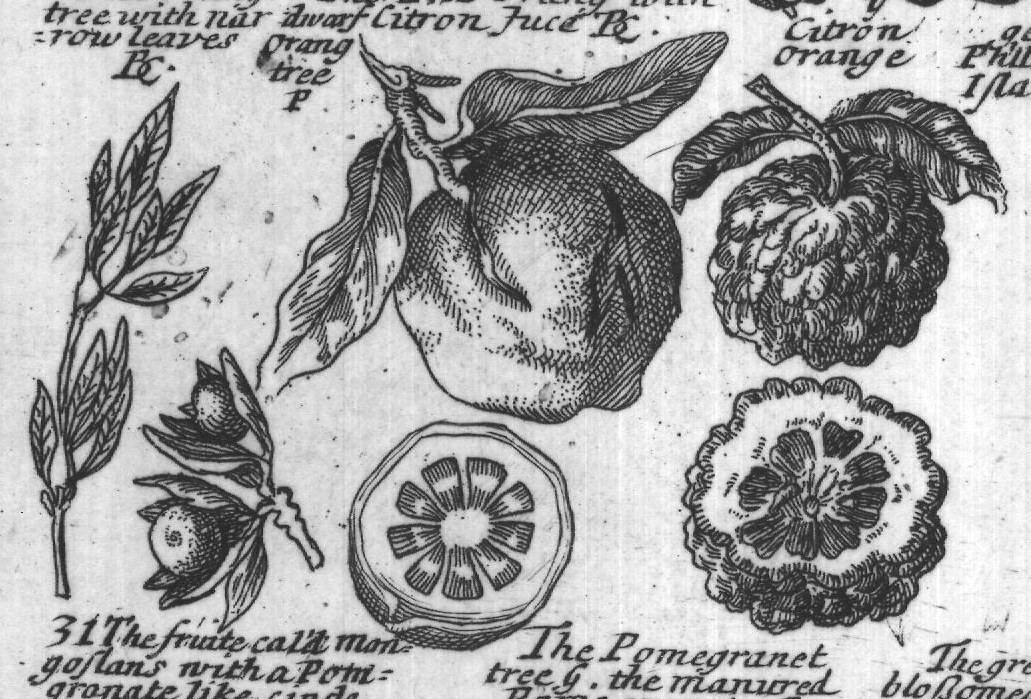 Engraved plant figure: Juice