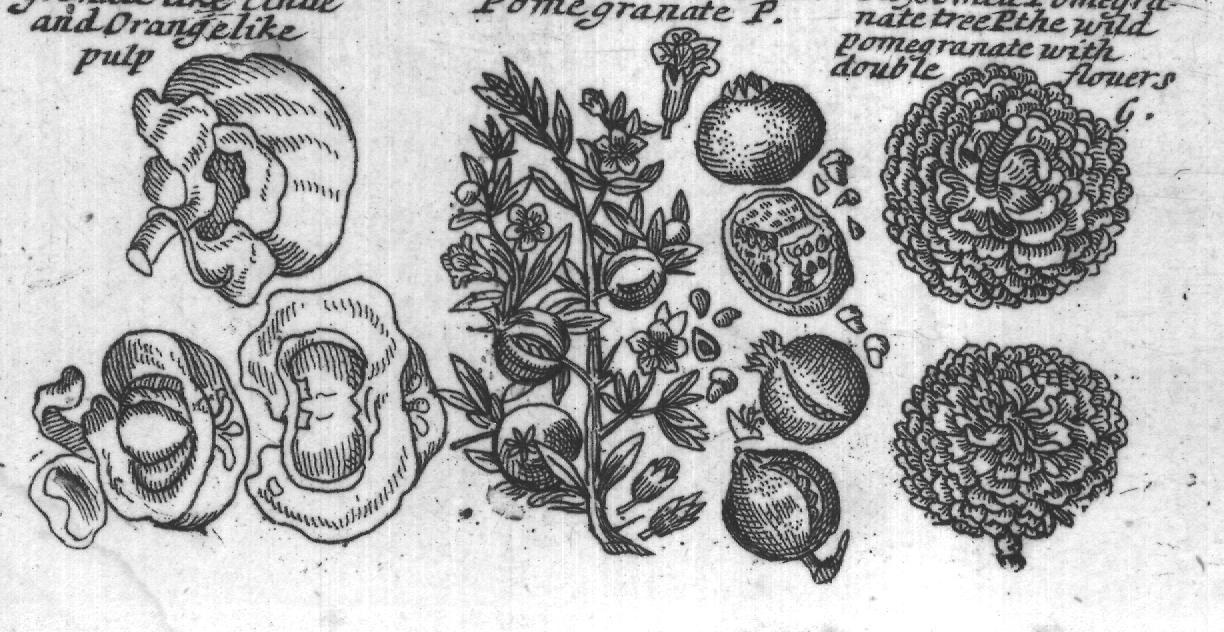 Engraved plant figure: Juice