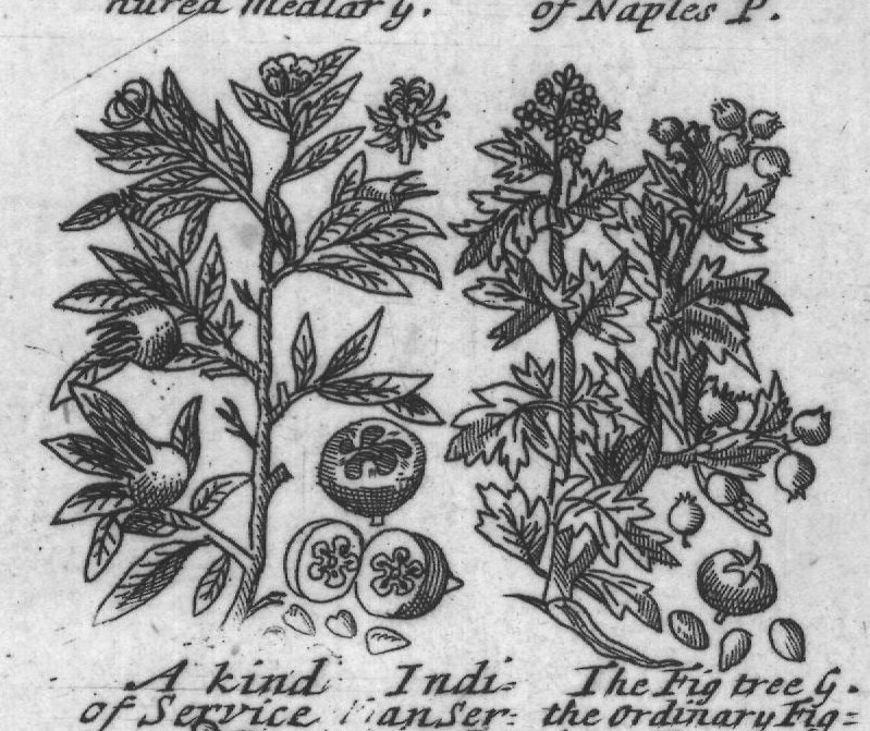 Engraved plant figure: Indian Figgtree