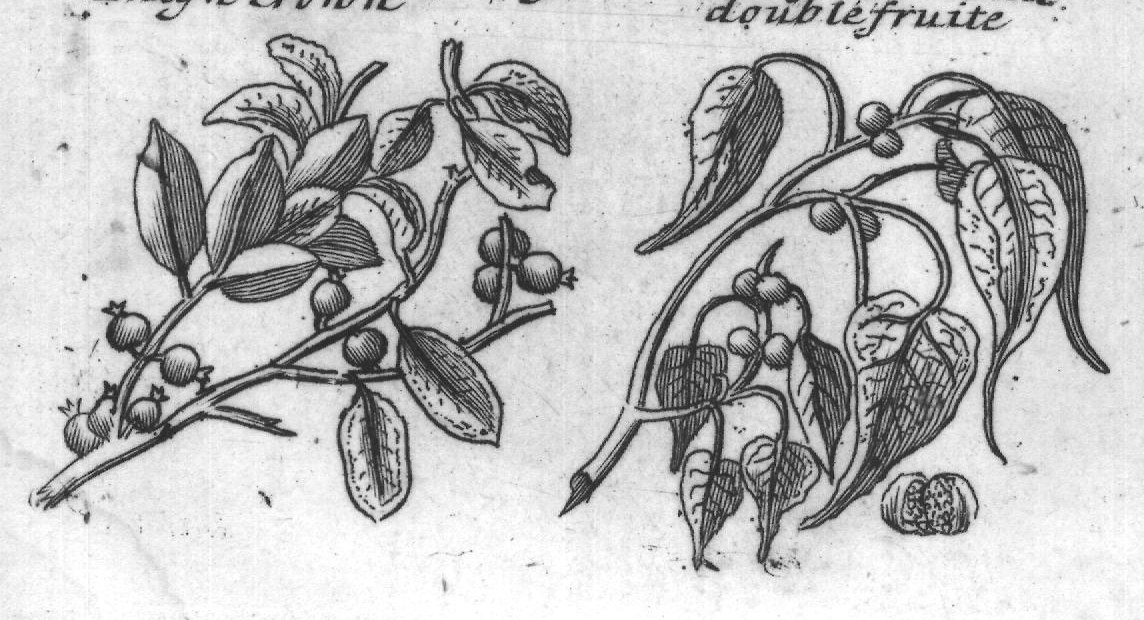 Engraved plant figure: Indian Figgtree
