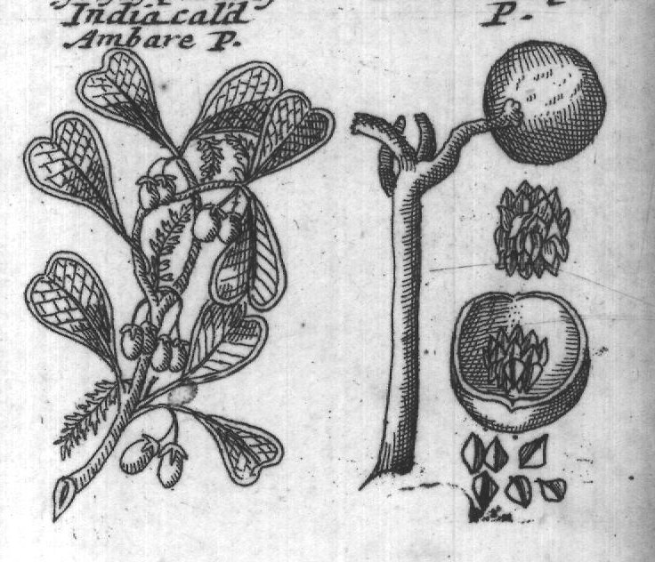 Engraved plant figure: Scaly musk