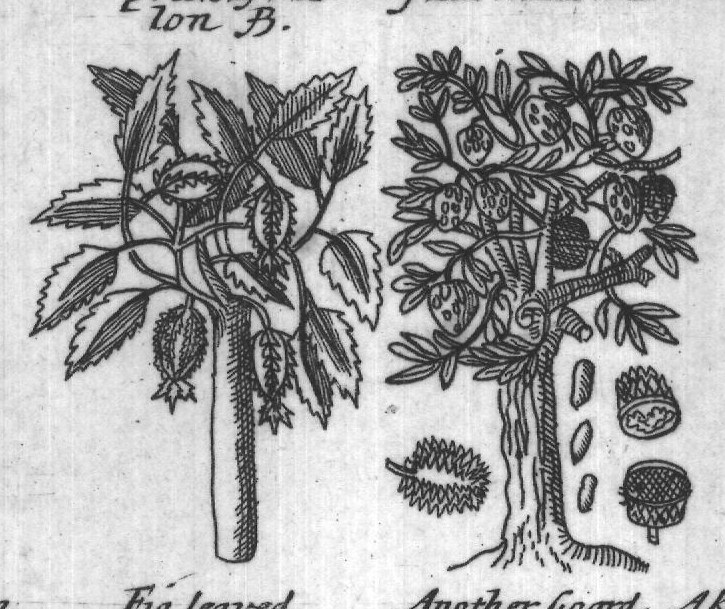 Engraved plant figure: Scaly musk
