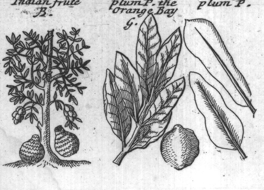Engraved plant figure: Scaly musk