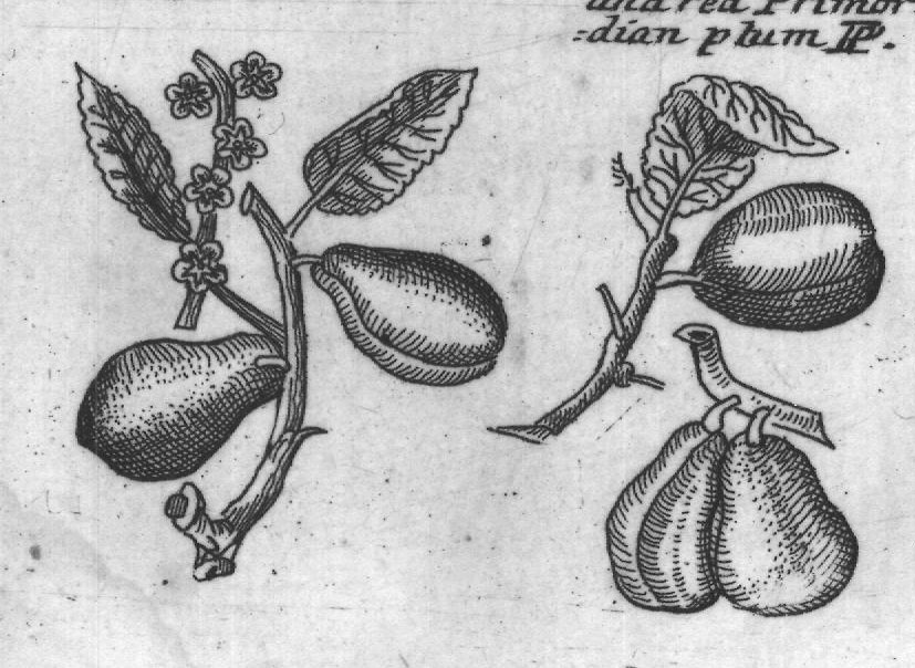Engraved plant figure: Peach P