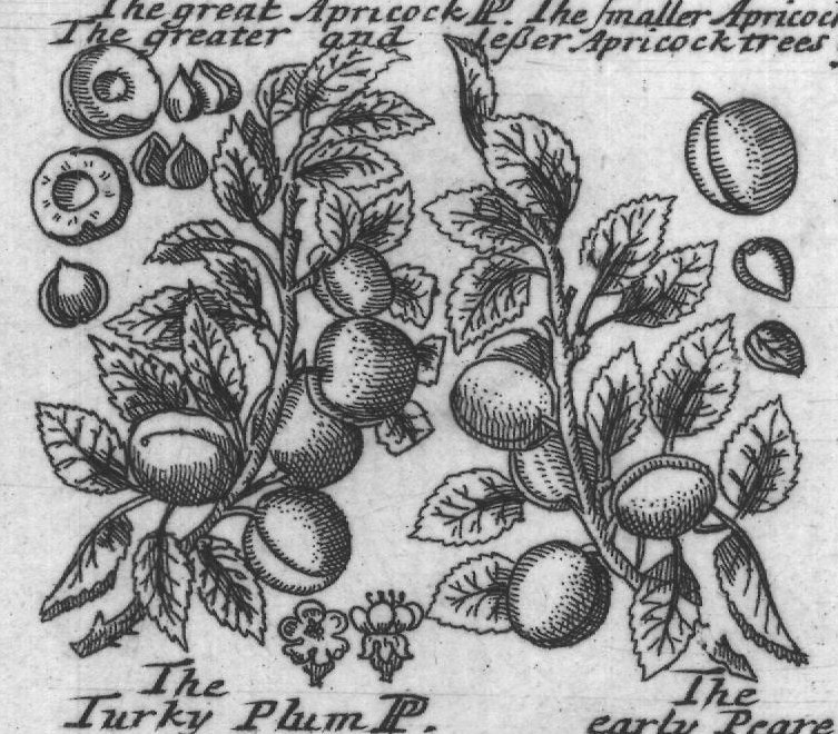 Engraved plant figure: Peach P